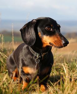 CQ2R5988Dachshund – Smooth-haired Miniature