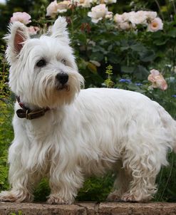 CQ2R6009Terrier – West Highland White