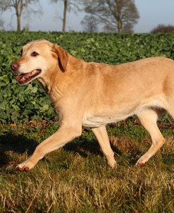 CQ2R6064Retriever – Yellow Labrador