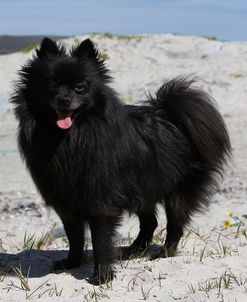 CQ2R6065Pomeranian