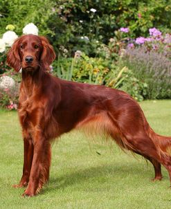 CQ2R5743Setter – Irish Red