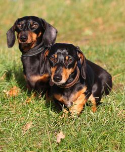 CQ2R5756Dachshund – Smooth-haired Miniature