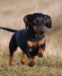 CQ2R5814Dachshund – Smooth-haired Miniature