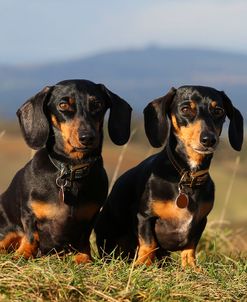 CQ2R5843Dachshund – Smooth-haired Miniature