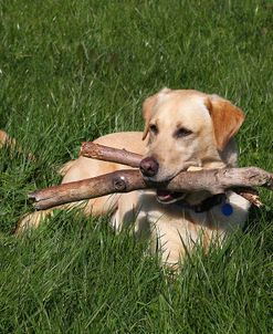 CQ2R6506Retriever – Yellow Labrador