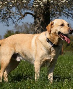 CQ2R6511Retriever – Yellow Labrador