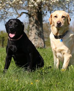 CQ2R6517Retriever – Labrador