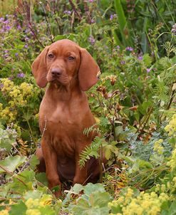 CQ2R6604Hungarian Vizsla