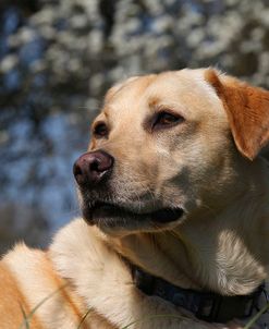 CQ2R6622Retriever – Yellow Labrador