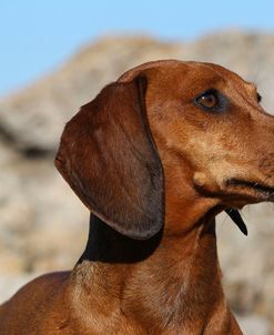 CQ2R6722Dachshund – Smooth-haired Standard