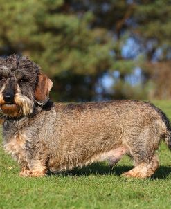 CQ2R6078Dachshund – Wire-haired Miniature