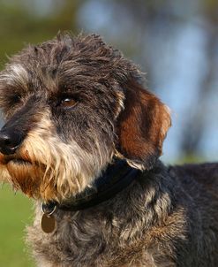 CQ2R6090Dachshund – Wire-haired Miniature