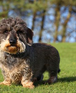 CQ2R6106Dachshund – Wire-haired Miniature