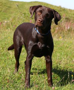 CQ2R6835Retriever – Chocolate Labrador
