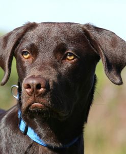 CQ2R6837Retriever – Chocolate Labrador