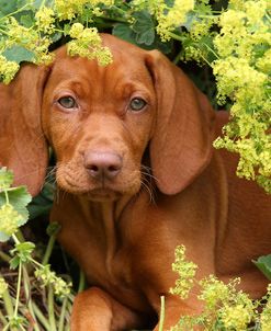 CQ2R6849Hungarian Vizsla