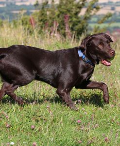 CQ2R6867Retriever – Chocolate Labrador