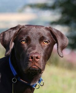 CQ2R6896Retriever – Chocolate Labrador