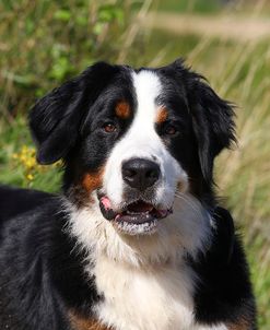 CQ2R6909Bernese Mountain Dog