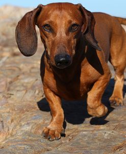 CQ2R6749Dachshund – Smooth-haired Standard