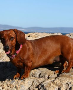 CQ2R6763Dachshund – Smooth-haired Standard