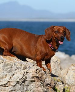 CQ2R6772Dachshund – Smooth-haired Standard