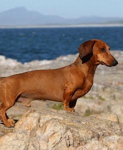 CQ2R6774Dachshund – Smooth-haired Standard