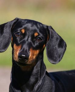 CQ2R6967Dachshund – Smooth-haired Miniature