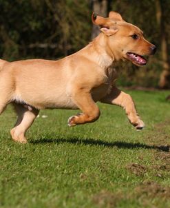 CQ2R6980Retriever – Yellow Labrador