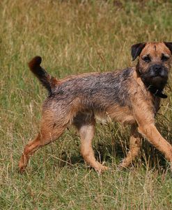 CQ2R7004Terrier – Border