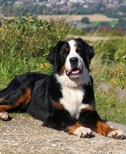 CQ2R6913Bernese Mountain Dog