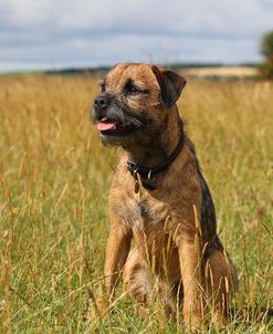 CQ2R6922Terrier – Border