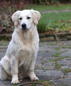 CQ2R6939Retriever – Golden