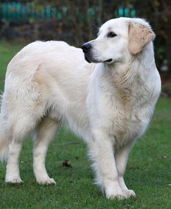 CQ2R6943Retriever – Golden