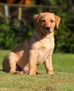 CQ2R7006Retriever – Yellow Labrador