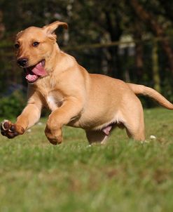 CQ2R7044Retriever – Yellow Labrador