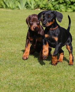 CQ2R7194Doberman Pinscher