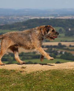 CQ2R7245 Terrier – Border