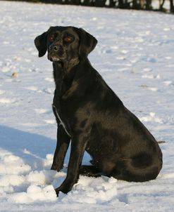 CQ2R7362Retriever – Black Labrador