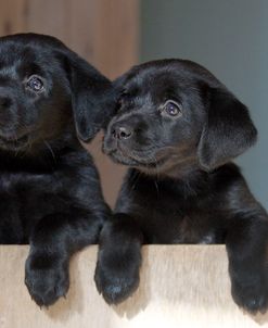 CQ2R7489 Retriever – Black Labrador