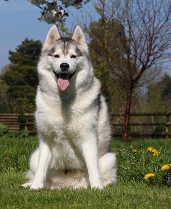 CQ2R7615Siberian Husky