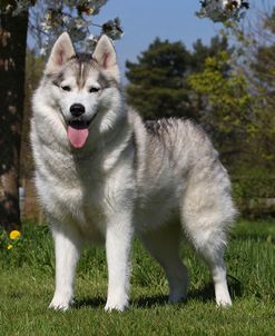 CQ2R7618Siberian Husky