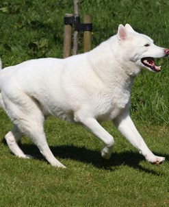 CQ2R7659Siberian Husky