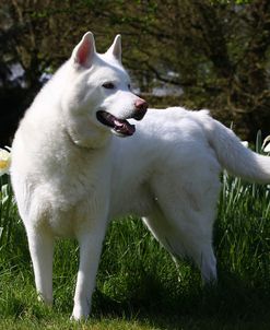 CQ2R7686Siberian Husky