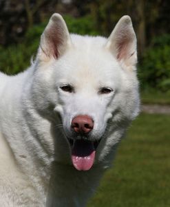 CQ2R7514Siberian Husky