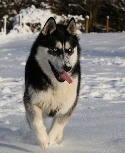 CQ2R7857Siberian Husky