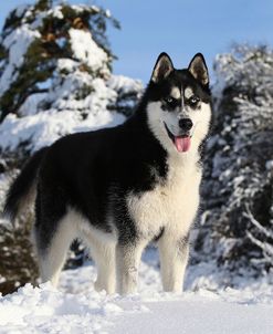 CQ2R7862Siberian Husky