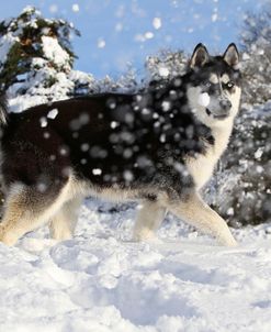 CQ2R7876Siberian Husky