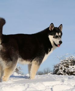 CQ2R7884Siberian Husky