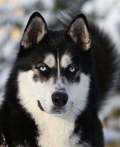 CQ2R7811Siberian Husky